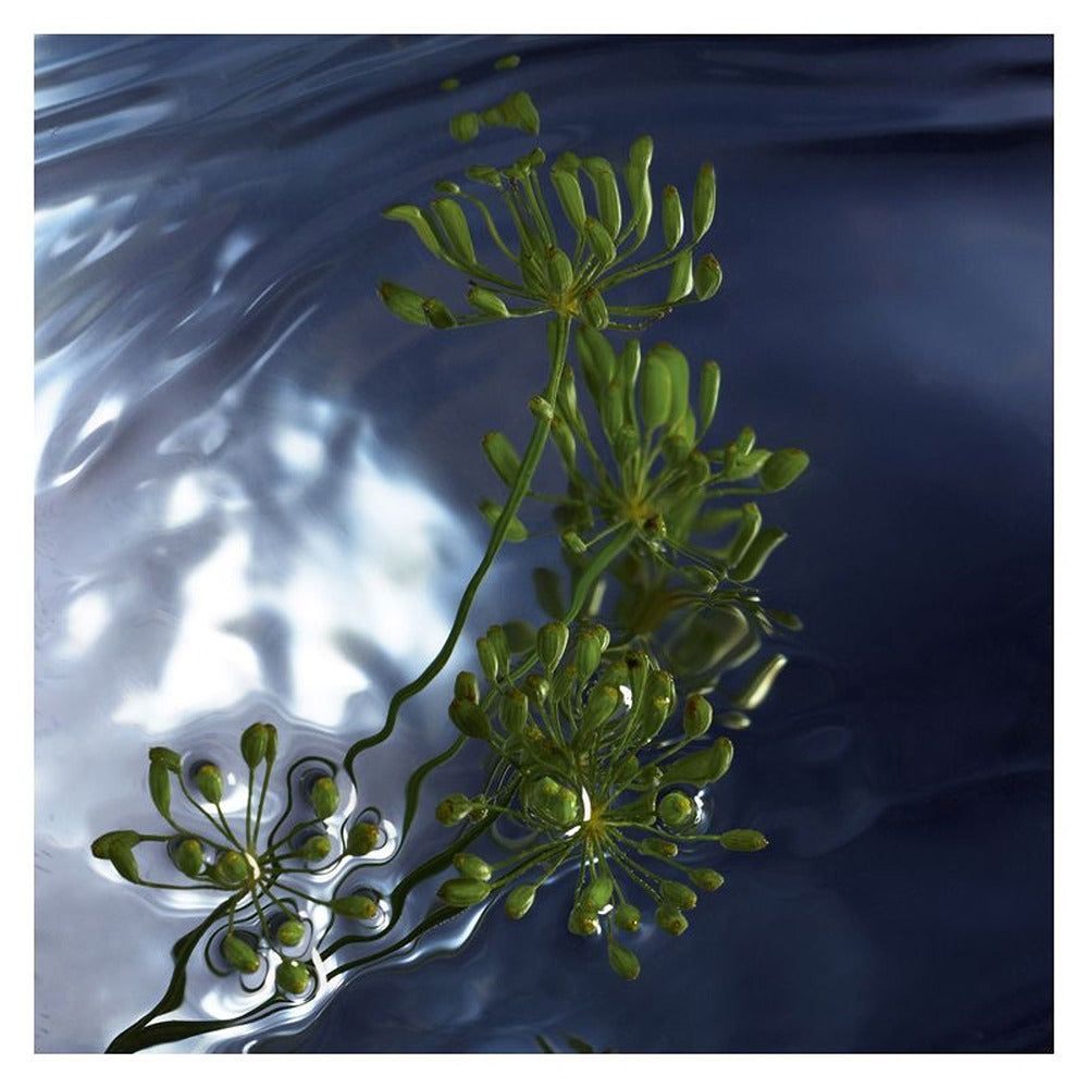 Davidoff Cool Water Reborn Eau De Toilette
