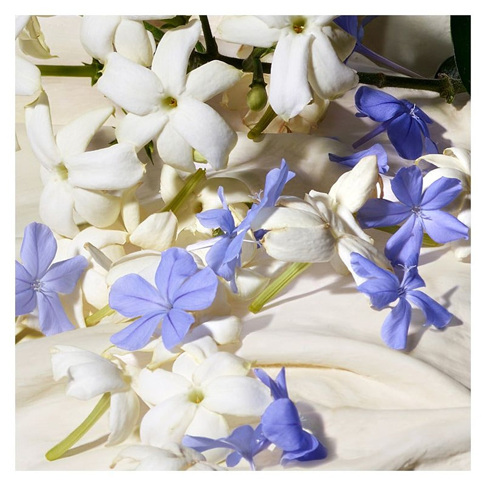 Dolce&Gabbana Dolce Blue Jasmin Eau De Parfum