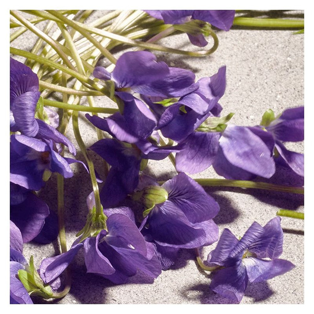Dolce&Gabbana Dolce Violet Eau De Toilette